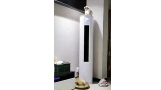 Funniest_Cats_And_Dogs___Best_Funny_Animal_Videos_