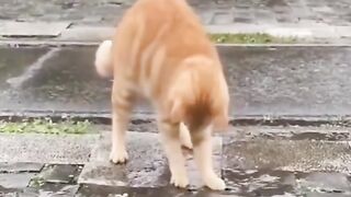 Cat funny videos