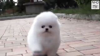 Dogs run