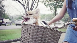 Cute and intligent cate