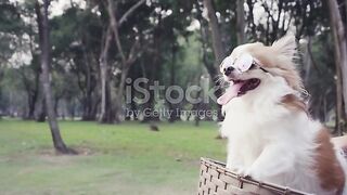 Cute videos