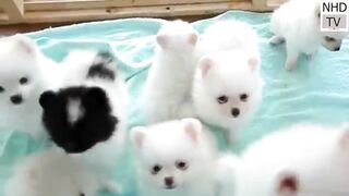 Playing dog