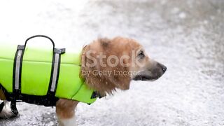 Stylish dog
