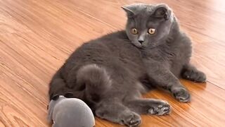 Cat Vs rat