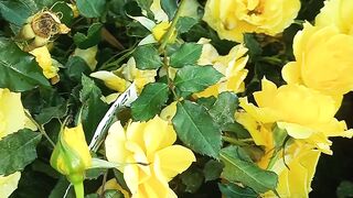 English rose