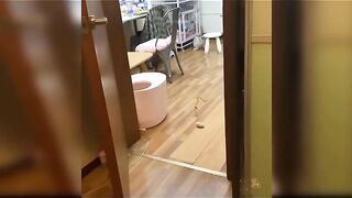 Cat funny