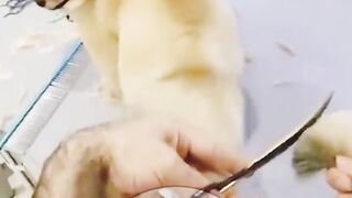Little Dog