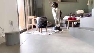 Up_circus dog(720p_HD).