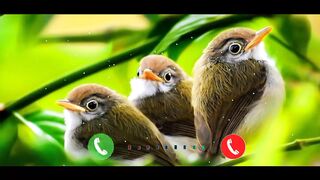 Birds ringtone bird viral ringtone