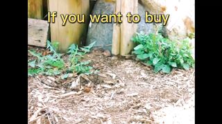 Sun Joe Greenhouse #shortvideo#viralshort #awais#sunjoewaterpump #short #waterpump #todayiral.