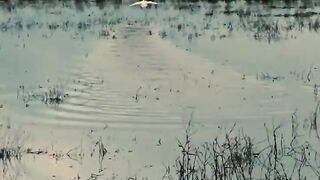 Beautiful bird's ASMR so peaceful ❤️❤️