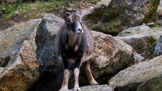 Funny Animals