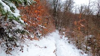 Snowy forest