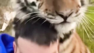 sad story animal