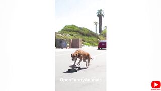 Funniest Animals 2023 Funniest Cats and Dogs | Open Funny Animals