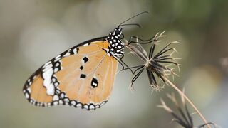 Nature Beauty 037