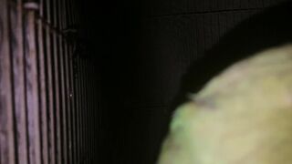 Show my ring neck parrot