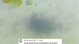 Apakah kolam PEMBENIHAN ikan lele perlu dipasang ATAP seperti PARANET atau TIDAK❓