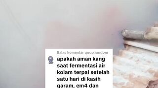 Apakah JENTIK nyamuk dan KUTU AIR yang tumbuh di air kolam setelah dilakukan pemupukan berbahaya bagi ikan lele❓