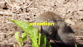 Squirrel Surprises: Fast Facts to Amaze You!