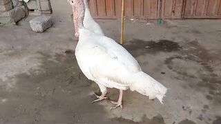Khartami ki