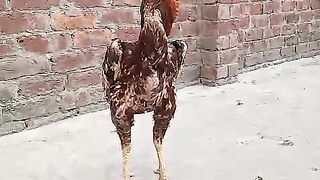 Brick wall chicken