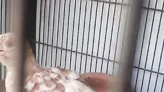 Different feathers