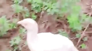In the grassy ground