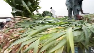 Aroob Ne Pehli Baar Bakra Mandi Dekhi ???????? _ Mandi Se Agla Janwar Konsa Len _ ????
