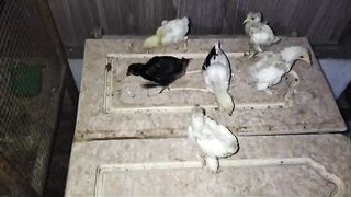 Chicken floor