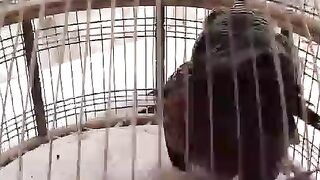 Cage and teatar
