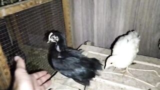 Chicken agenda
