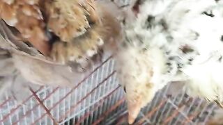 Look at the feathers