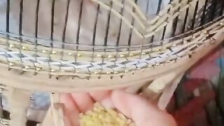 Yellow feed ll feed