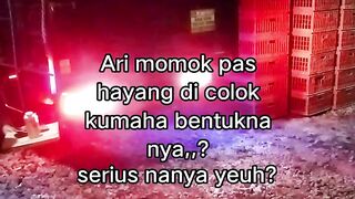 ayam broiler || kata kata lucu 322