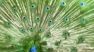 Peacock 7