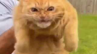 Cute cats and beautiful funny cats The most beautiful cats in the world. Various and fun cat videos