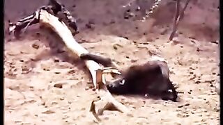 Animal's drunk