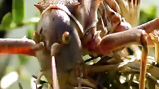 Bush fight