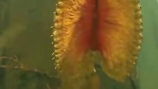La nature 4