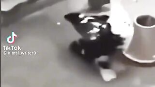 Video of the day 2