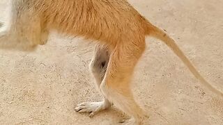 Monkey friend