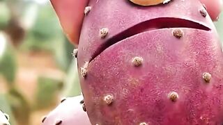 Buah enak