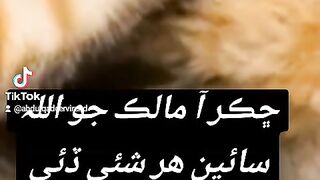 New sindhi funny 7