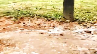 Dog smart