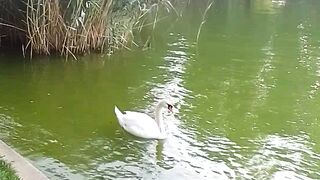 Park Lake 2