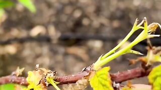 Harvest fruit 5