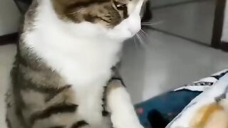 Funny cat 279