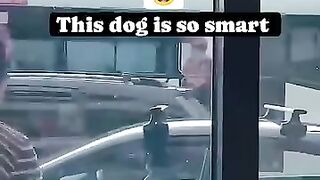When you forget your dog in the car