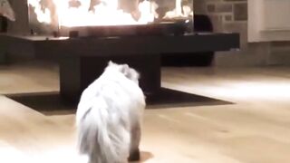 funny cat videos 11